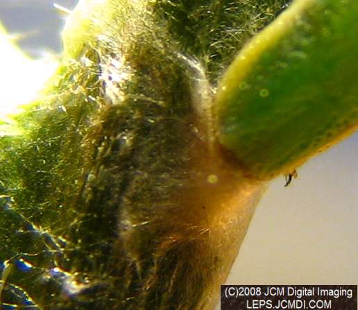 Close-ups of Sara Orange-Tip butterfly pupa, and cremaster attachment